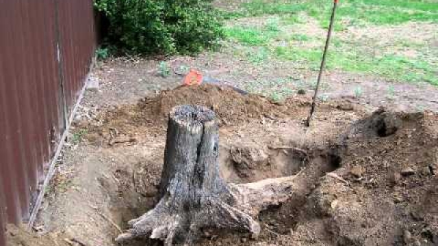Timber Tales: Unearthing the Art of Tree Removal