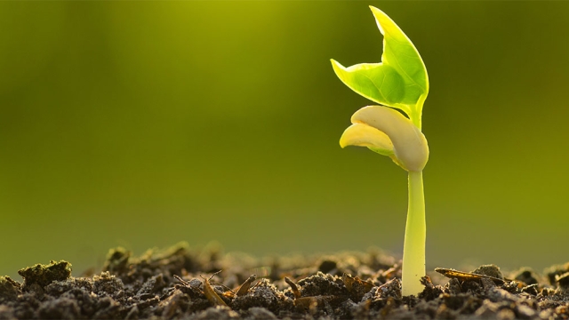 Fertilizing the Green Way: Unveiling the Power of Organic Fertilizers