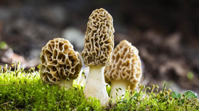 From Spores to Savory Delights: Master the Art of Mushroom Growing!