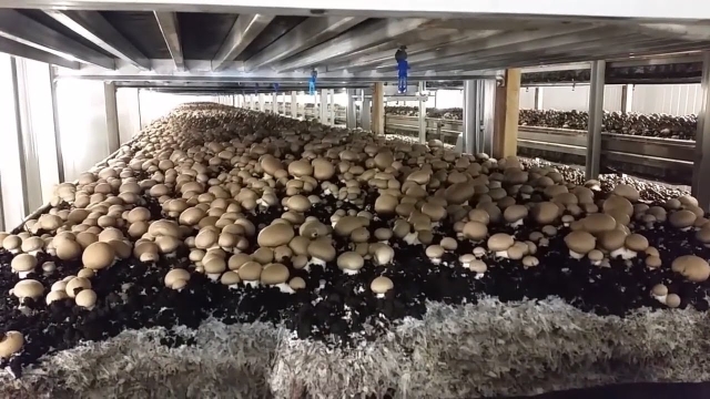 From Spores to Savory Sights: Unveiling the Secrets of Mushroom Cultivation