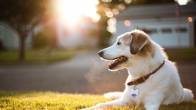 Pawsitive Vibes: The Heartwarming Benefits of Having a Pet