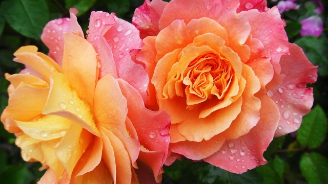 Introduction to rare plant varieties What Makes Them Unique