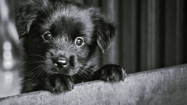 Adopting a Puppy in Massachusetts