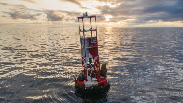 Best Practices for Fish Farm Management
