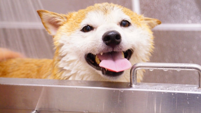 Overview of Pet Food Safety Standards and Regulations